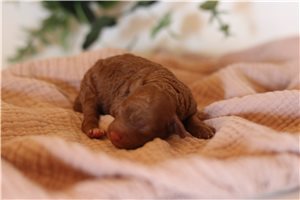 Peyton - Poodle, Miniature for sale