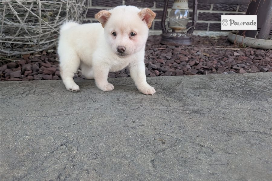 James, male Shiba Inu puppy for sale