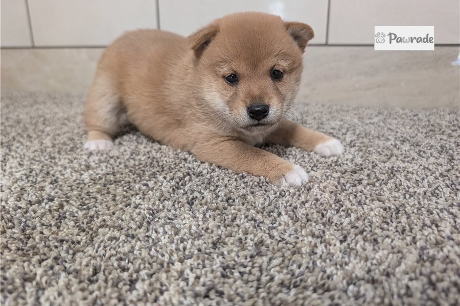 Kourtney - Shiba Inu for sale