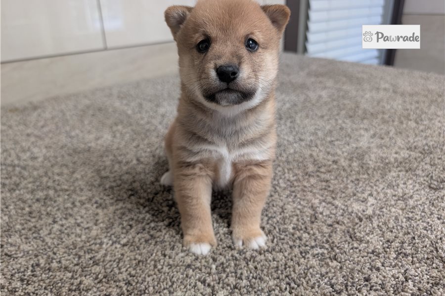 Kolby - Shiba Inu for sale
