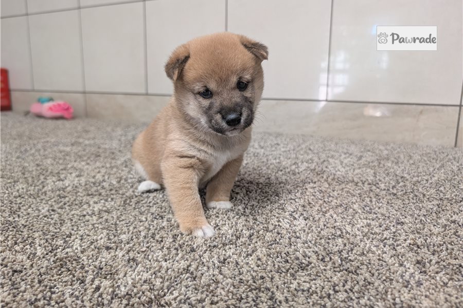Kylie - Shiba Inu for sale
