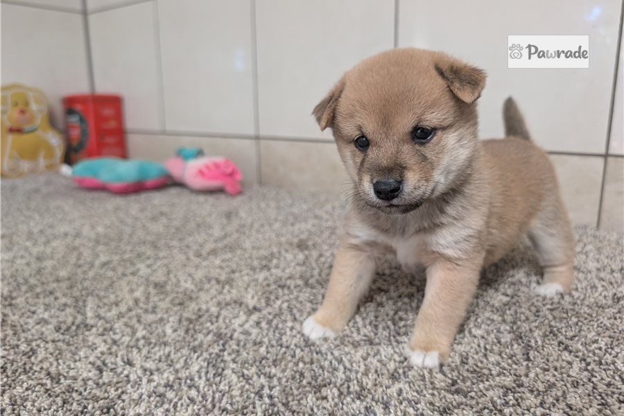 Kristoff - Shiba Inu for sale