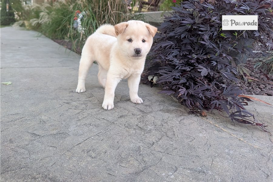 Jake - Shiba Inu for sale