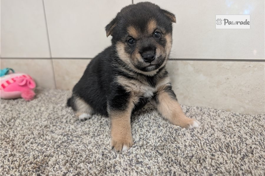 Kalen - Shiba Inu for sale