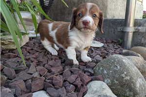 June - puppy for sale