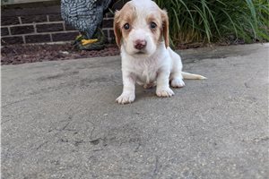 Jilly - puppy for sale
