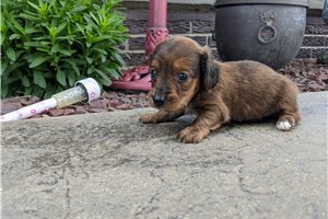 Jasmine - puppy for sale