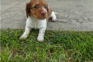 Jessica - puppy for sale