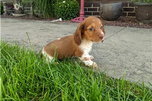 Jessica - puppy for sale