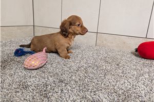 Christoph - Dachshund, Mini for sale