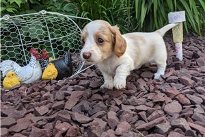 Jilly - puppy for sale