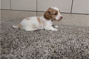 Claire - puppy for sale