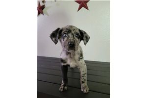Grey - puppy for sale