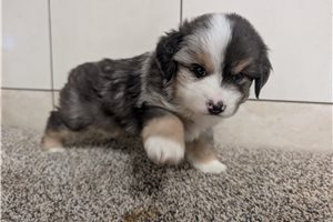 Billy Bob - puppy for sale