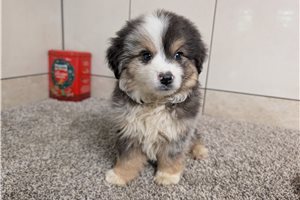 Donut - Miniature Australian Shepherd for sale