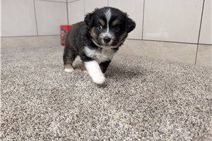 Tess - Miniature Australian Shepherd for sale