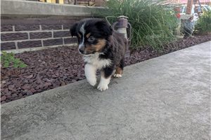 Tess - puppy for sale