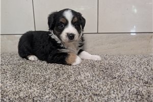 Danny Boy - puppy for sale