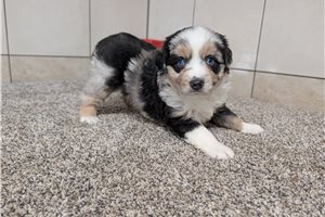 Gigi - Miniature Australian Shepherd for sale
