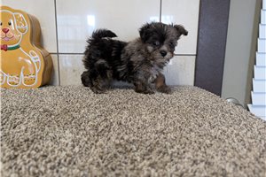 Emory - Mixed/Other for sale