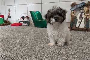 Jules - Mixed/Other for sale