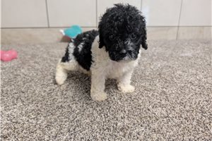 Julian - Poodle, Miniature for sale