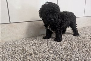 Auster - Poodle, Miniature for sale