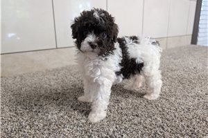Aris - Poodle, Miniature for sale