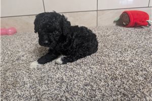 Jasmine - puppy for sale