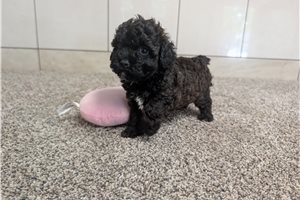 Arianna - Poodle, Miniature for sale
