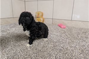 Jasmine - Poodle, Miniature for sale