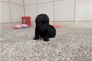 Jason - Poodle, Miniature for sale