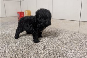 Joker - Poodle, Miniature for sale