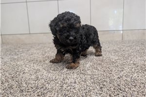 Avery - Miniature Poodle for sale