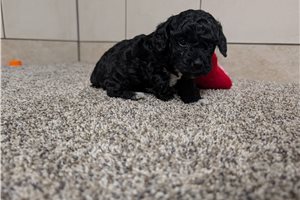 Chloe - puppy for sale