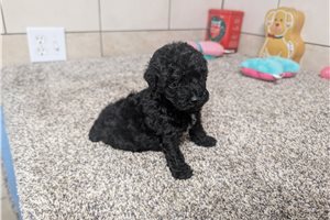 Joker - puppy for sale