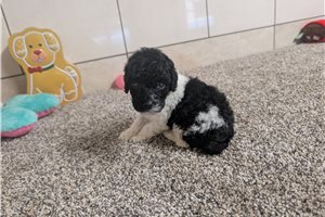 Julian - puppy for sale