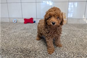 Darius - puppy for sale