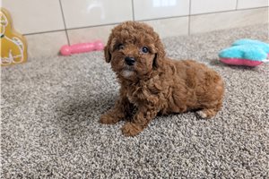 Korrine - Miniature Poodle for sale