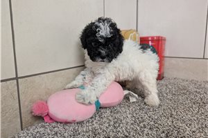 Ariel - Miniature Poodle for sale
