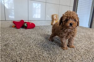 Delta - puppy for sale