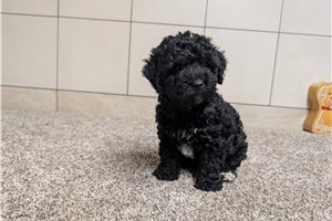 Cooper - Poodle, Miniature for sale