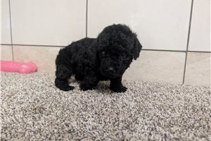 Jason - Poodle, Miniature for sale