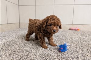 Douglas - puppy for sale