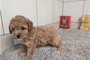 Kylie - Poodle, Miniature for sale