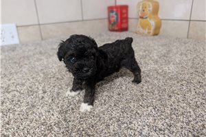 Tammy - puppy for sale