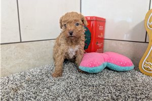 Kayden - Poodle, Toy for sale
