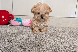 Kiara - Toy Poodle for sale
