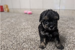 Maxx - Poodle, Toy for sale