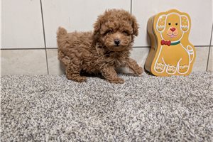 Sebastian - Poodle, Toy for sale